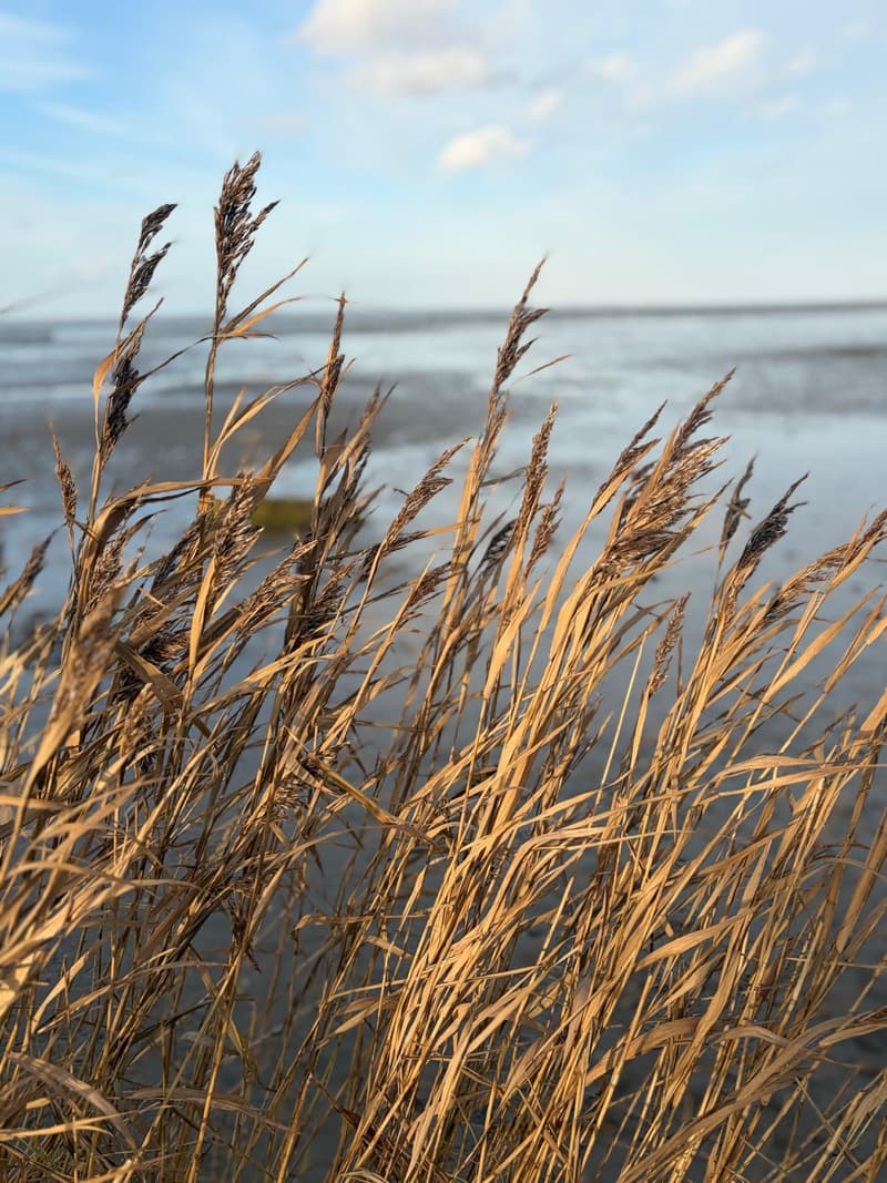 Schilf vor dem Watt an der Nordsee